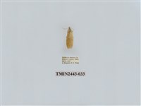 藏品(燈蛾29)的圖片